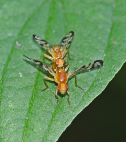 Réf. 245 308 : Acidia cognata